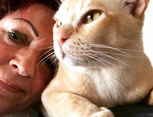 Die erogenen Zonen der Katzen